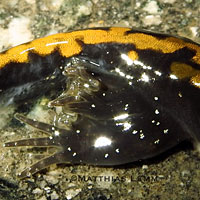 Santa Cruz Long-toed Salamander