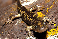 Arizona Tiger Salamander