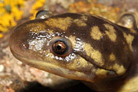 Arizona Tiger Salamander