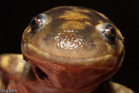 Arizona Tiger Salamander