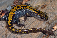 Southern long-toed salamander
