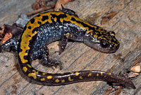 Southern Long-toed Salamander