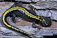 Southern Long-toed Salamander