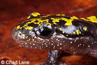 Southern Long-toed Salamander