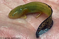 Southern Long-toed Salamander larva