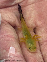 Southern Long-toed Salamander larva