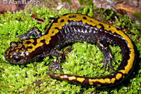 Southern Long-toed Salamander