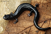 Santa Cruz Black Salamander