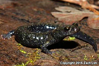 Santa Cruz Black Salamander