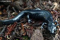 Santa Cruz Black Salamander