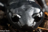 Santa Cruz Black Salamander