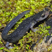 Santa Cruz Black Salamander