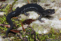 Santa Cruz Black Salamander