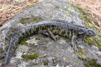 Barred Tiger Salamander