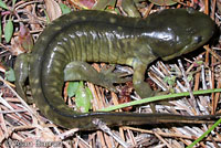 Barred Tiger Salamander