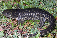 Tiger salamander
