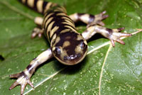 Barred Tiger Salamander
