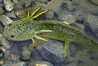 Blotched Tiger Salamander