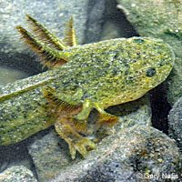 Blotched Tiger Salamander