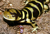 Barred Tiger Salamander