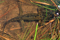 Arizona Tiger Salamander
