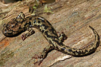 Wandering Salamander