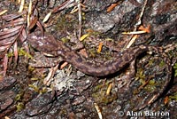 Wandering Salamander