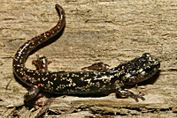 Wandering Salamander