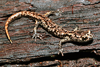 Wandering Salamander