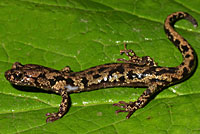 Wandering Salamander