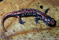 Wandering Salamander