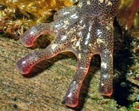 Wandering Salamander foot