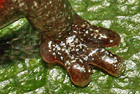 California Slender Salamander toes