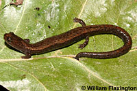 Relictual Slender Salamander