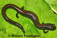 Relictual Slender Salamander