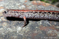 California Slender Salamander