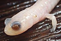 California Slender Salamander