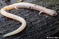 California Slender Salamander