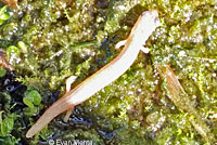 California Slender Salamander