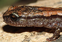 California Slender Salamander