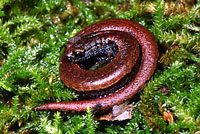 California Slender Salamander