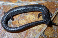 California Slender Salamander