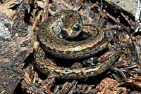 California Slender Salamander