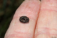 California Slender Salamander