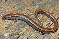 California Slender Salamander