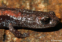 Fairview Slender Salamander