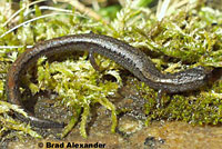 slender salamander
