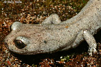 Inyo Mountains Slender Salamander
