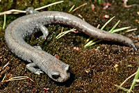 Inyo Mountains Slender Salamander