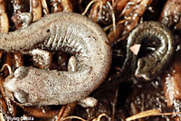 Inyo Mountains Slender Salamander